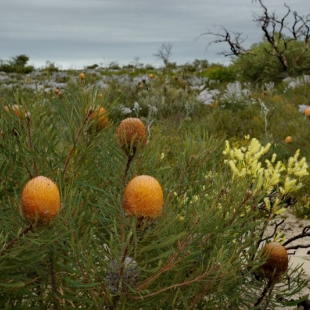 Banksia hookeriana